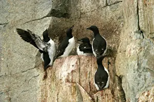 Lomvia: Brunnich's Guillemot / Thick-billed Murre - group