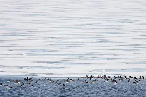 Lomvia: Brunnich's Guillemots / Thick-billed Murre - On