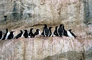 Lomvia: Brunnich's Guillemots / Thick-billed Murre - cliff