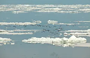 Lomvia: Brunnich's Guillemots / Thick-billed Murre - Flying