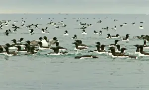 Lomvia: Brunnich's Guillemots / Thick-billed Murre - Mass