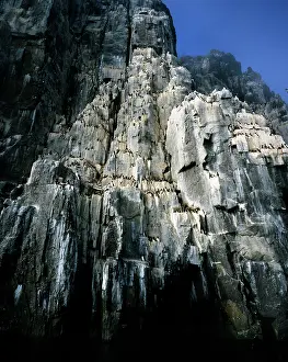 Alyssa Giustozzi: Brunnich's Guillemots / Thick-billed Murre - nesting