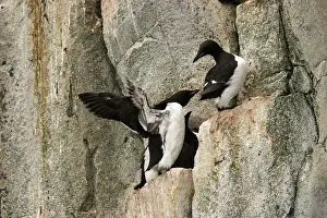 Lomvia: Brunnich's Guillemots / Thick-billed Murre - resting