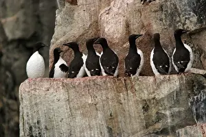 Lomvia: Brunnich's Guillemots / Thick-billed Murre resting on cliffs