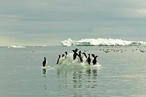 Lomvia: Brunnich's Guillemots / Thick-billed Murre - Standing