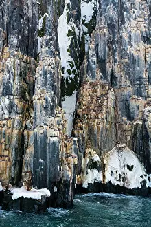 Alkefjellet: Brunnich's Guillemots (Uria lomvia), Alkefjellet