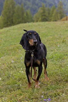 Pedigreed: Bruno Jura Hound - adult dog standing on a meadow