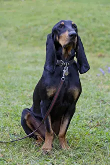 Pedigreed: Bruno Jura Hound - adult dog standing on a meadow
