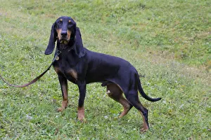 150518: Bruno Jura Hound - adult dog standing on a meadow