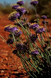 Auscape - Named Photographers: Brunonia