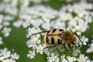 Bugs: Brush beetle (Trichius) on a goutweed flower
