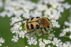 Bugs: Brush beetle (Trichius) on a goutweed flower