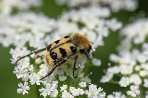 Bugs: Brush beetle (Trichius) on a goutweed flower
