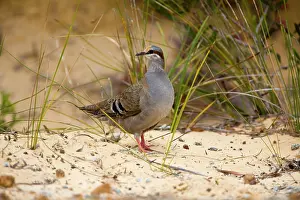 Phaps: Brush Bronzewing