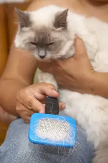 Ragdoll: Brush covered by hairs of a Ragdoll adult