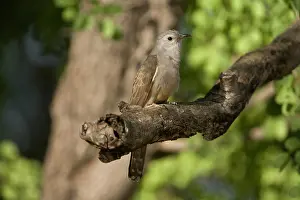 Cuckoos: Brush Cuckoo