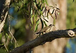 Cuckoos: Brush Cuckoo with hairy caterpillar