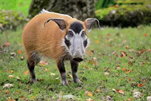 Cameroon: Brush-eared pig (Potamochoerus porcus pictu), adult