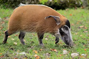 Cameroon: Brush-eared pig (Potamochoerus porcus pictu), adult