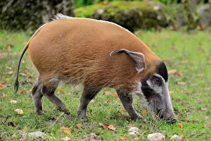 Cameroon: Brush-eared pig (Potamochoerus porcus pictu), adult