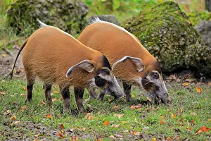 Cameroon: Brush-eared pig (Potamochoerus porcus pictu), adult