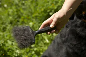 Cares: Brush filled with Beauceron hair