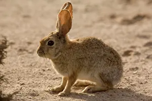 Sylvilagus: Brush rabbit