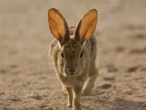 Sylvilagus: Brush rabbit