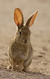 Sylvilagus: Brush rabbit