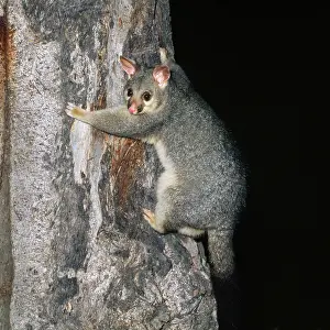 Vulpecula: Brush-tail Possum