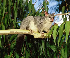 Vulpecula: Brush-tail Possum