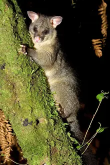 Vulpecula: Brush-tail Possum - clinging to a tree branch
