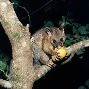 Vulpecula: Brush-tail Possum - eating in tree