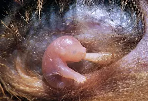 Pouches: Brush-tail Possum - newly born in semi-foetal state
