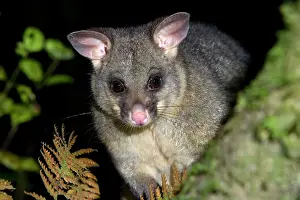 Vulpecula: Brush-tail Possum - portrait of an adult individual