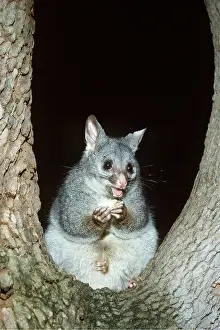 Eric Lindgren: BRUSH-TAIL POSSUM - sitting in tree