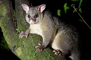 Vulpecula: Brush-tail Possum - sitting on a tree branch looking