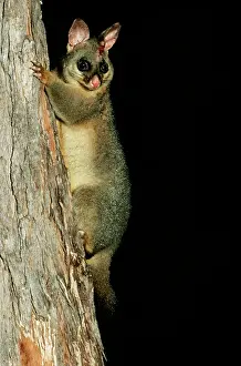 Vulpecula: Brush-tail POSSUM - on tree trunk