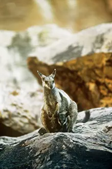 Petrogale: Brush Tail Rock Wallaby