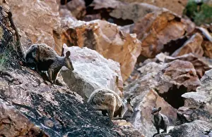 Petrogale: Brush Tail Rock Wallaby