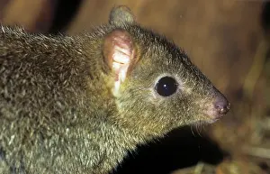 Bettong: Brush-tailed bettong. Also known as:Brush-tailed