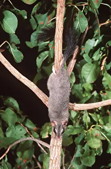 Phascogale: BRUSH-TAILED PHASCOGALE