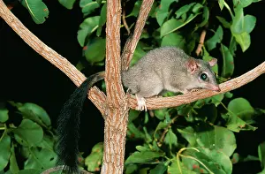 Pirata: Brush-tailed Phascogale - Female