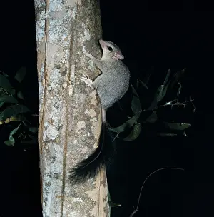 Phascogale: Brush-tailed Phascogale - on tree trunk