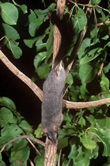 Pirata: Brush-tailed Phascogale / Tuan