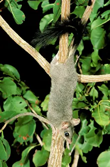 Pirata: Brush-tailed Phascogale (Tuan) - Female climbing tree