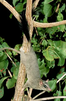 Pirata: Brush-tailed Phascogale (Tuan) - Female climbing tree
