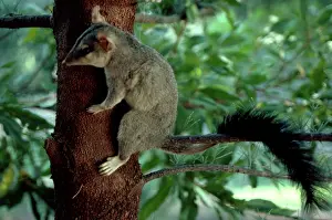 Pirata: Brush-tailed phascogale (Tuan) (Phascogale tupoatafa