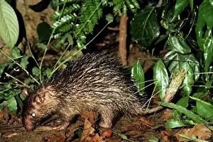 Leone: Brush-tailed Porcupine - eating fallen fig fruit