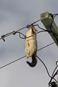 Eric Lindgren: Brush-tailed Possum - dead female electrocuted